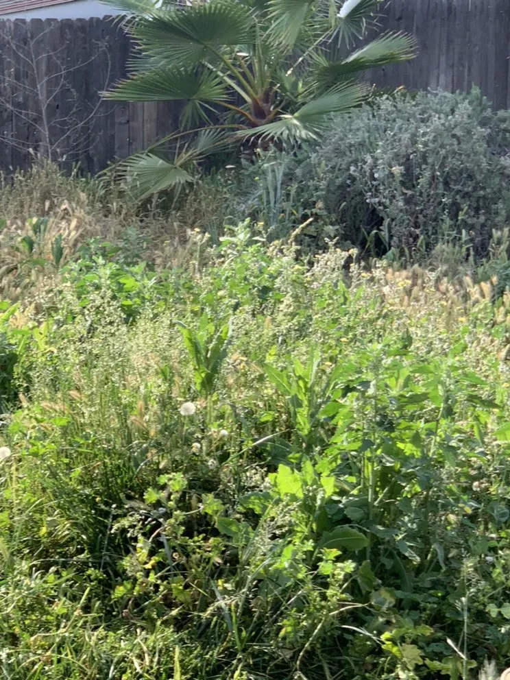 Expert landscape design in Hanford, CA by J&J Lawn Service