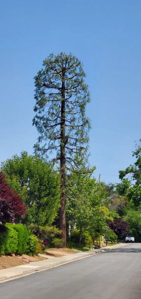 Top-rated residential landscaping experts serving Oak Glen, CA - J&J Lawn Service