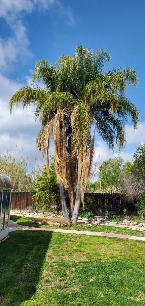 Local residential landscaping experts serving Oak Glen, CA - J&J Lawn Service