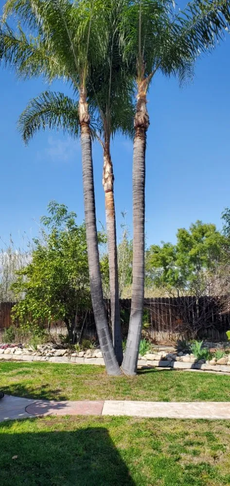 Trusted yard maintenance in Oak Glen, CA by J&J Lawn Service