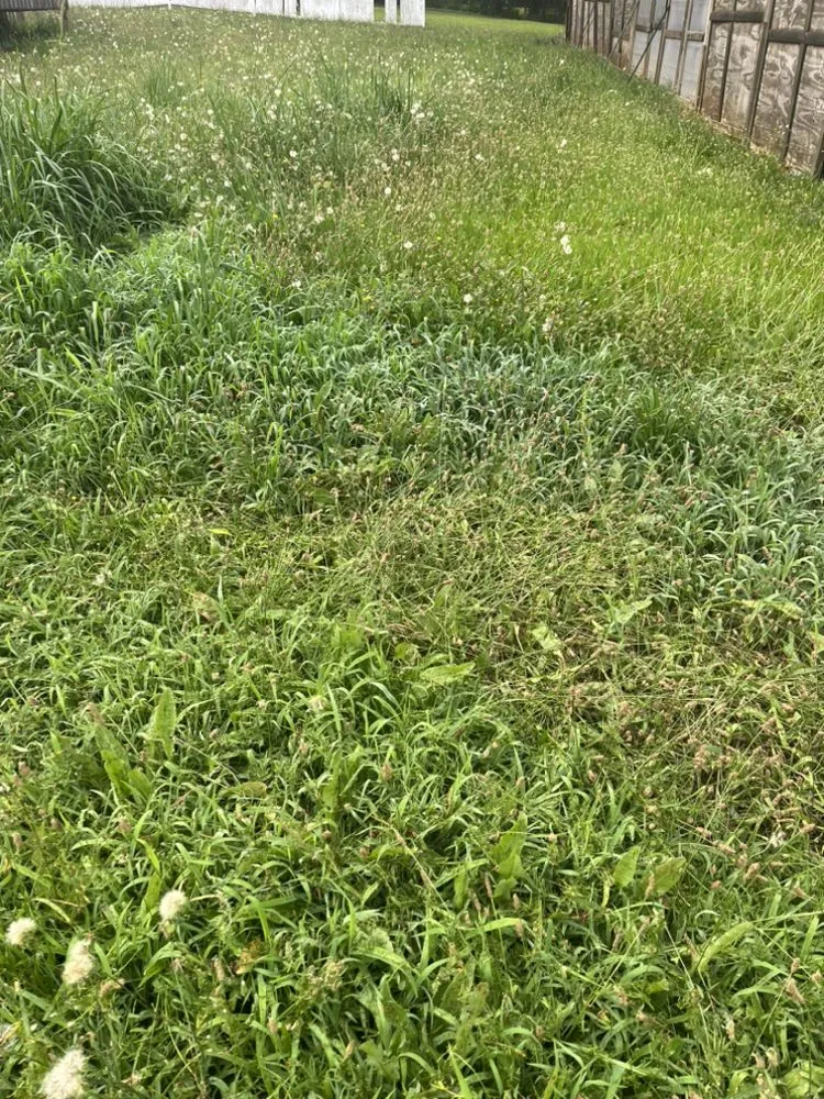 Local yard cleanup service for homes across Anderson, SC - J&J Lawncare