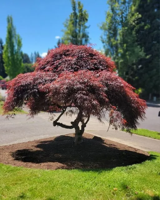 Custom garden landscaping in Portland, OR by J&J Maintenance