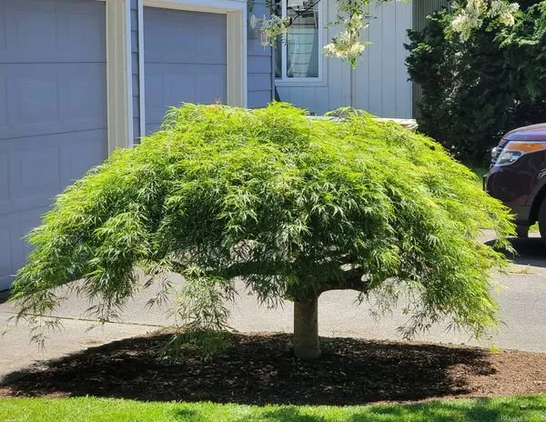 Professional outdoor landscaping in Portland, OR by J&J Maintenance