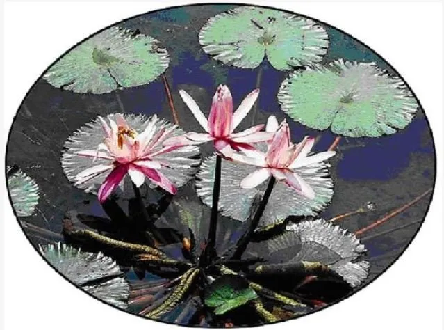 Expert lawn care service experts serving Dekalb, IL - JJ Marshall Landscape Creations