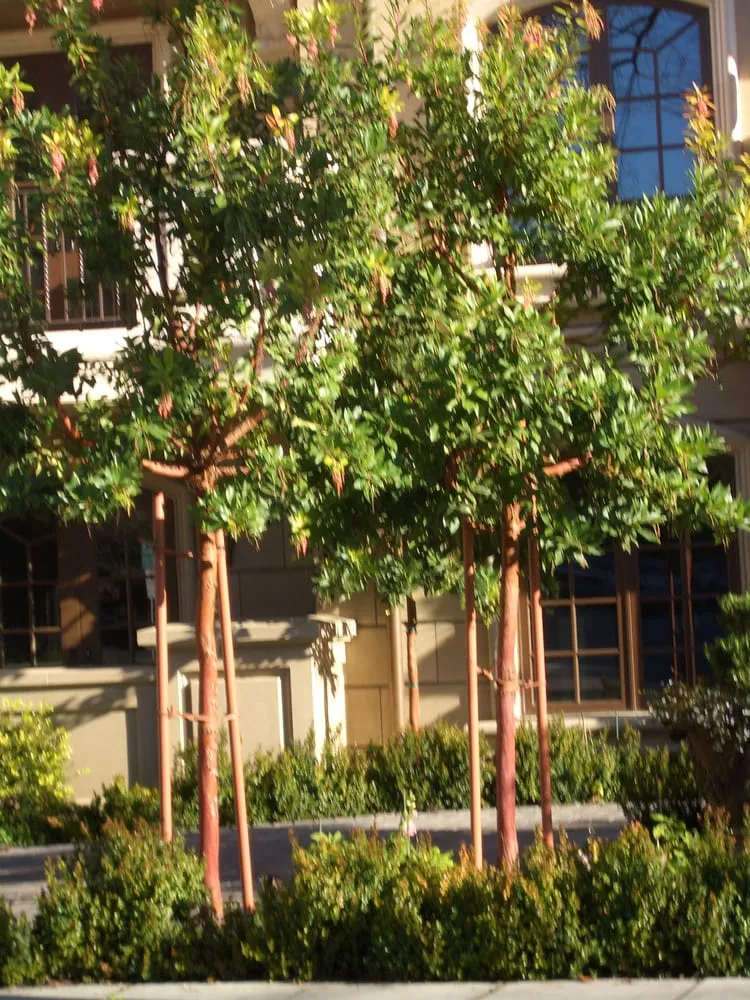 Local landscape installation experts serving Montara, CA - JJ Smith Landscape Design/Build