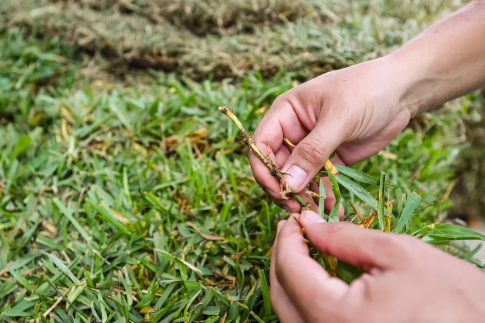 Reliable lawn mowing service in Dallas, TX - J&J Sod Company