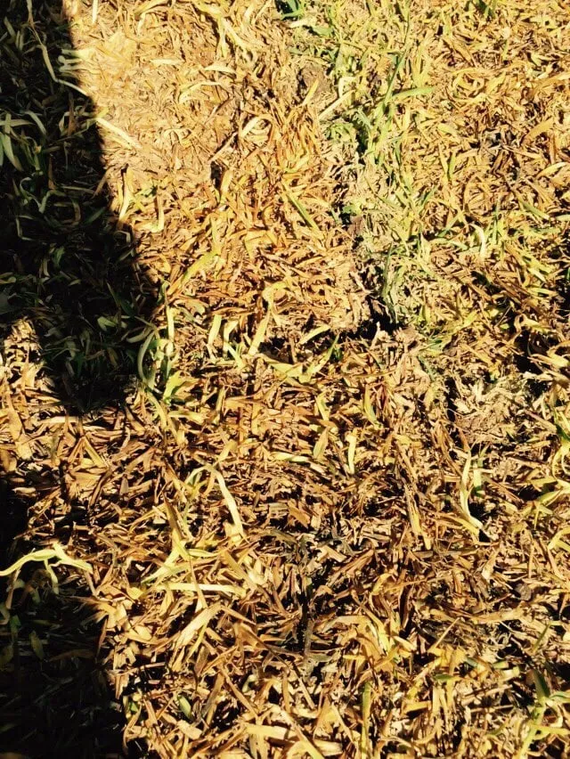 Expert garden landscaping in Dallas, TX - J&J Sod Company