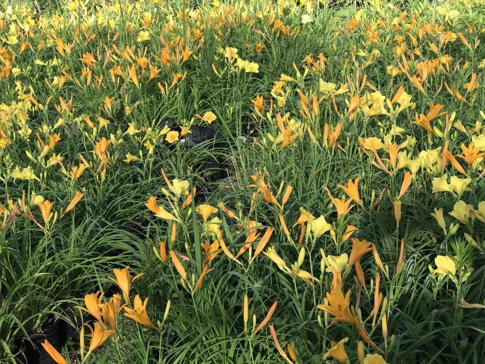 Local lawn mowing service for outdoor upgrades in Dallas, TX by J&J Sod Company