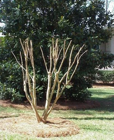 Expert landscape design in Wilmington, NC by JJ Solutions