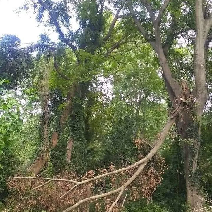 Local garden landscaping in Portsmouth, VA - J&J Tree and Lawn