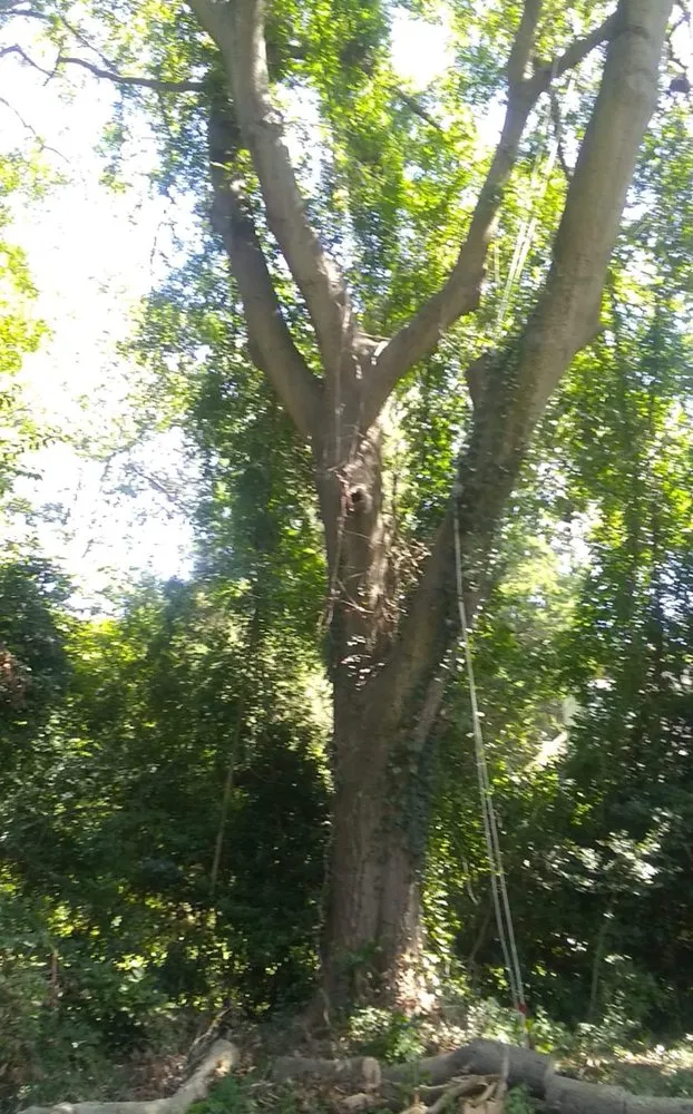 Expert landscape design experts serving Portsmouth, VA - J&J Tree and Lawn