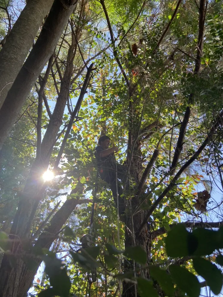 Top-rated lawn care service experts serving Portsmouth, VA - J&J Tree and Lawn