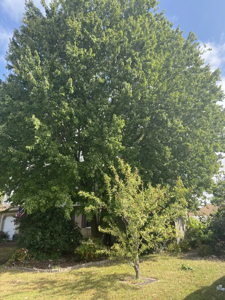 Custom residential landscaping experts serving Portsmouth, VA - J&J Tree and Lawn