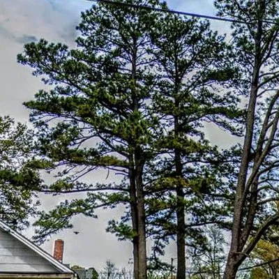 J&J Tree and Lawn Logo