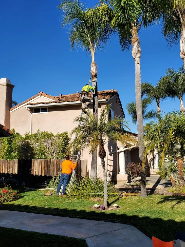 Trusted landscaping services in Encinitas, CA - JJ Tree service