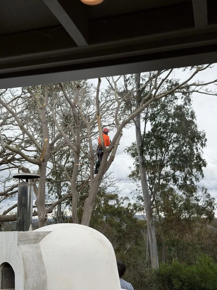 Trusted landscape design experts serving Encinitas, CA - JJ Tree service