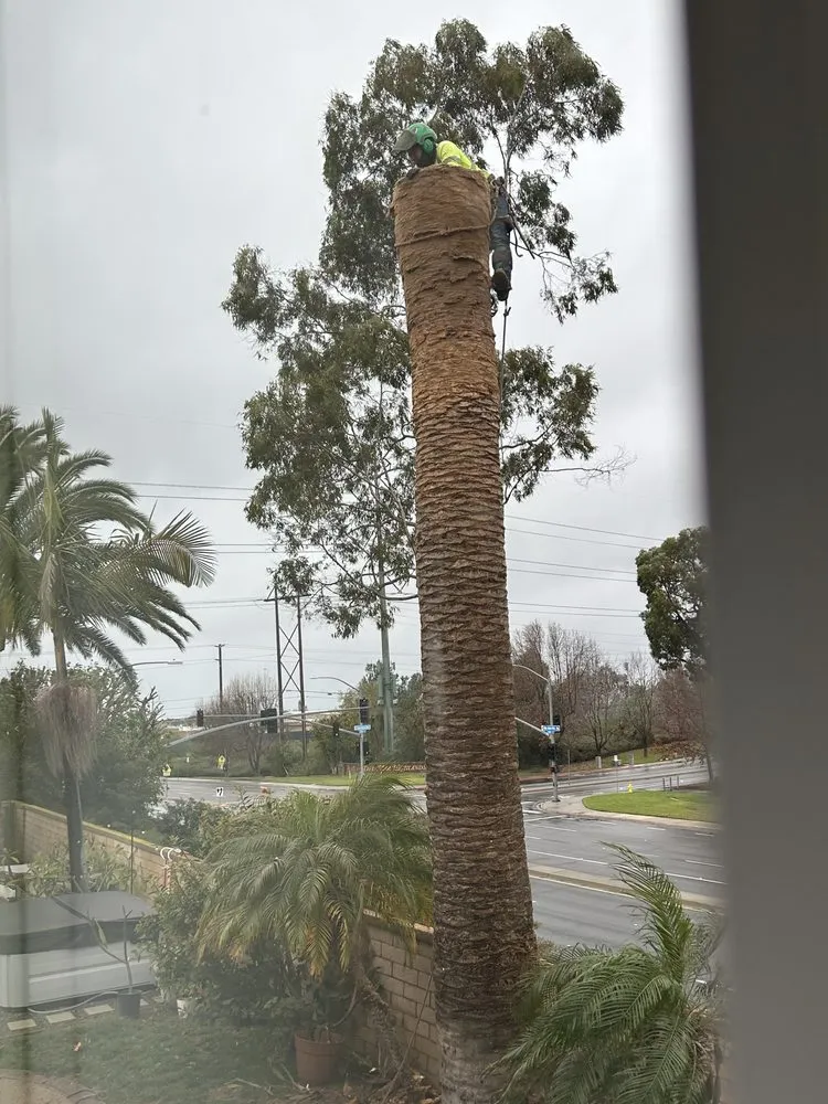 Expert lawn care service in Encinitas, CA by JJ Tree service