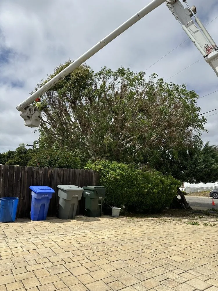 Custom lawn mowing service experts serving Encinitas, CA - JJ Tree service