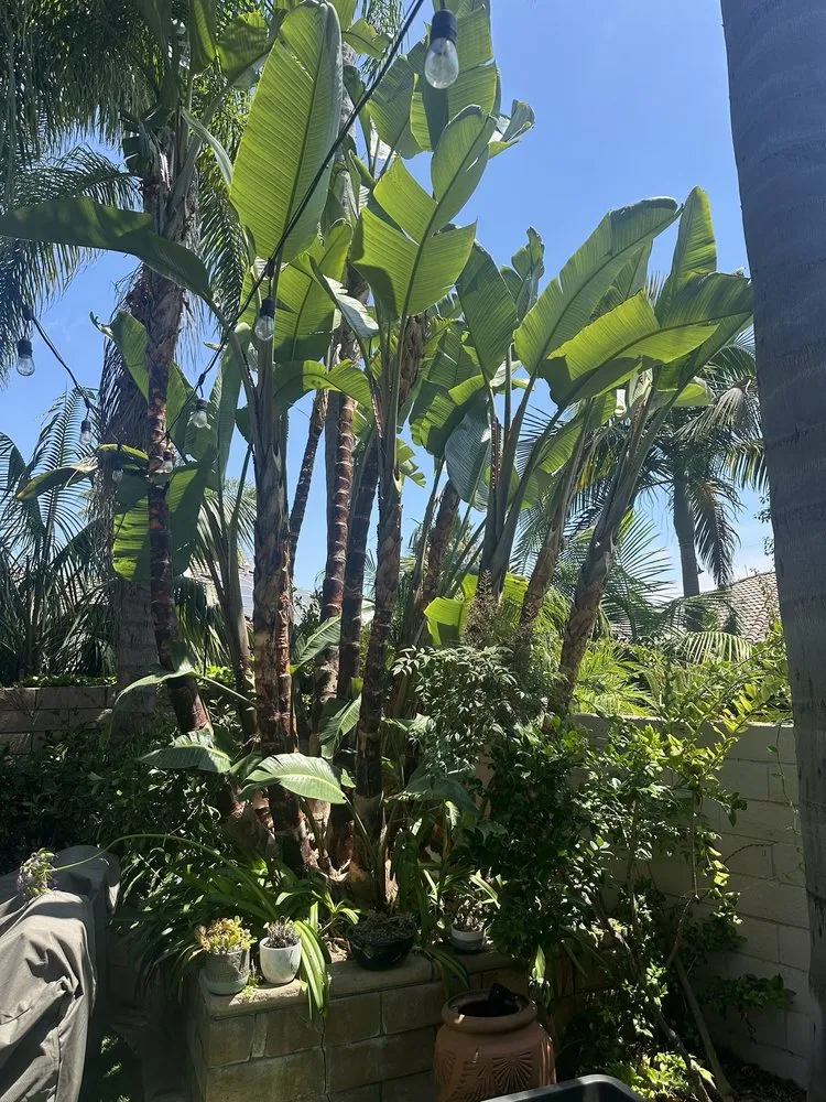 Trusted outdoor landscaping for year-round maintenance across Encinitas, CA - JJ Tree service