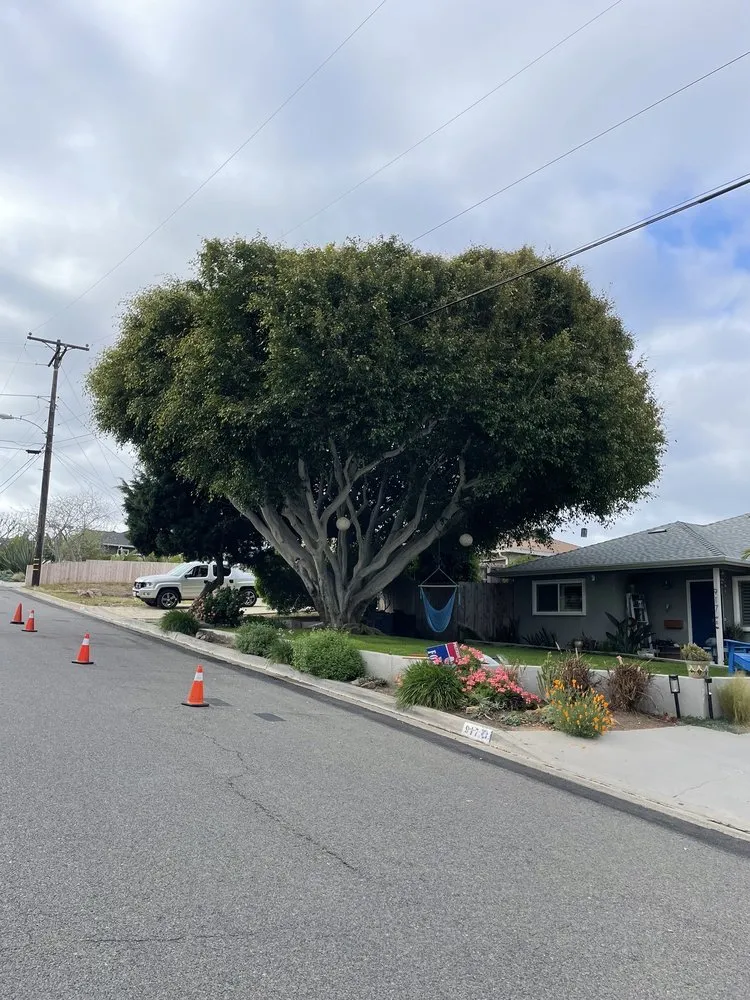 Custom landscape design in Encinitas, CA by JJ Tree service