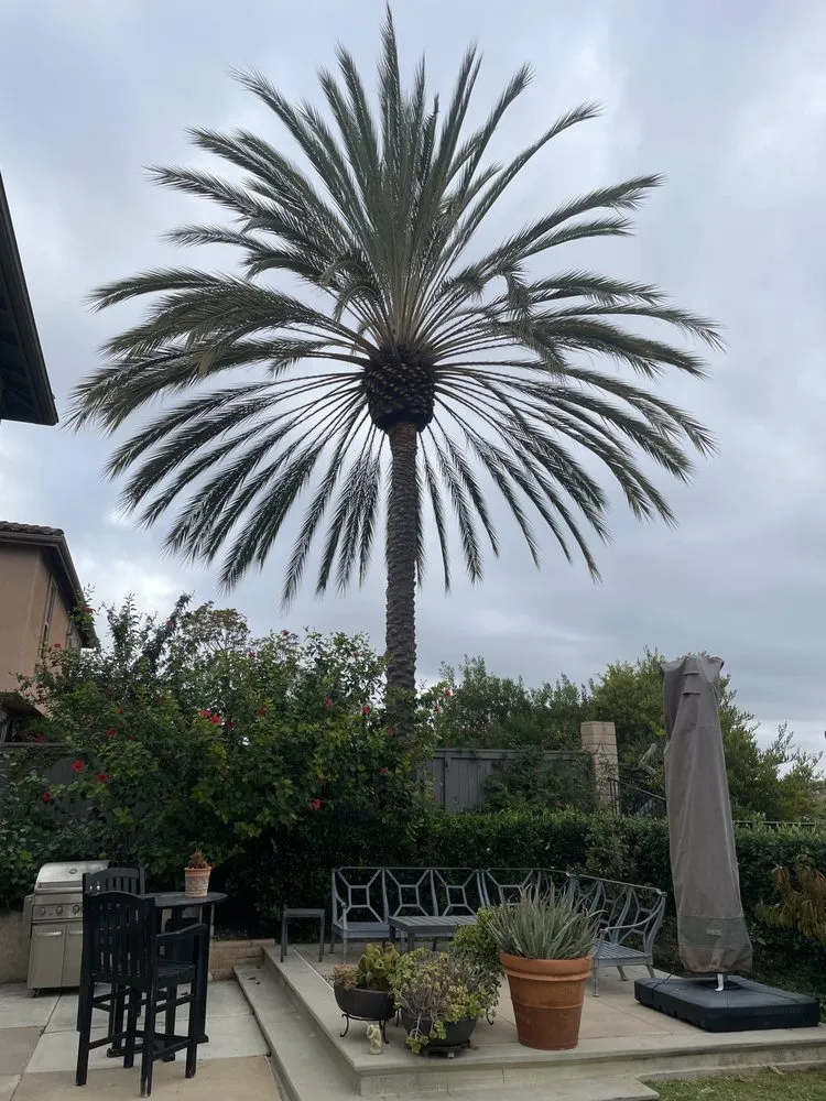 Professional lawn mowing service for beautiful yards in Encinitas, CA by JJ Tree service