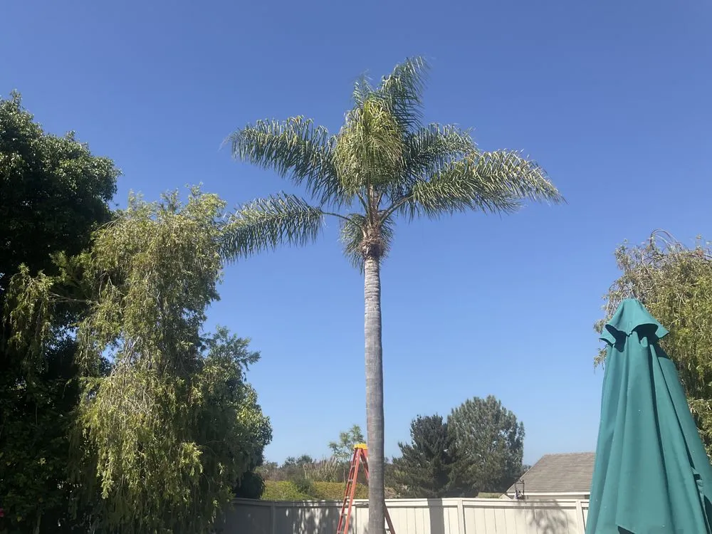 Expert lawn care service experts serving Encinitas, CA - JJ Tree service