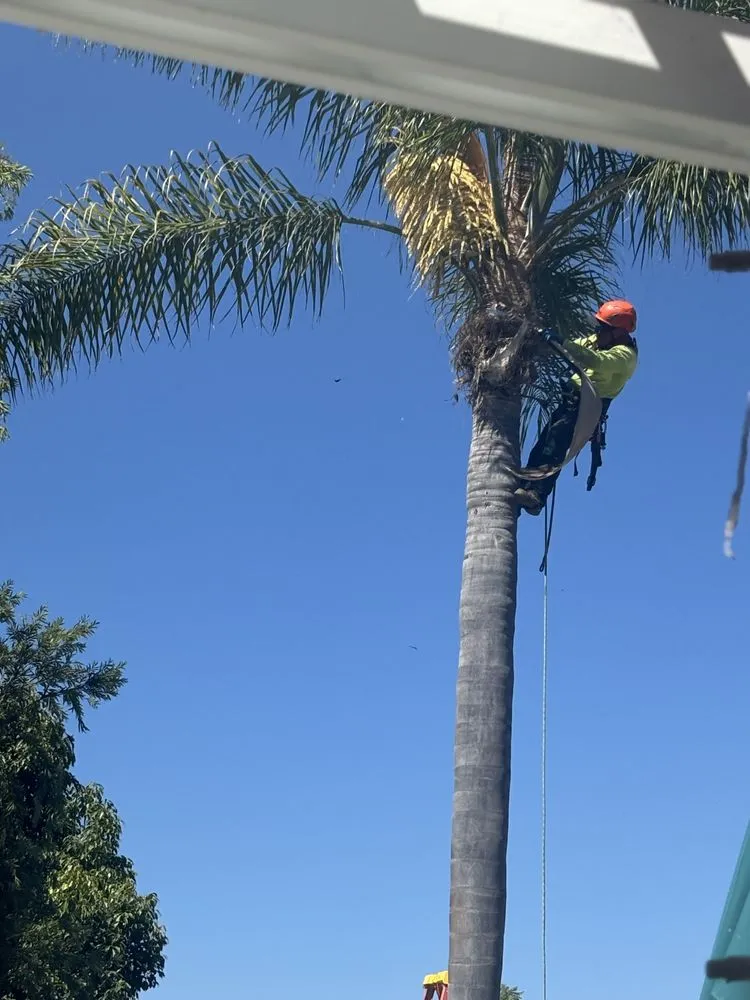 Expert outdoor landscaping near you across Encinitas, CA - JJ Tree service