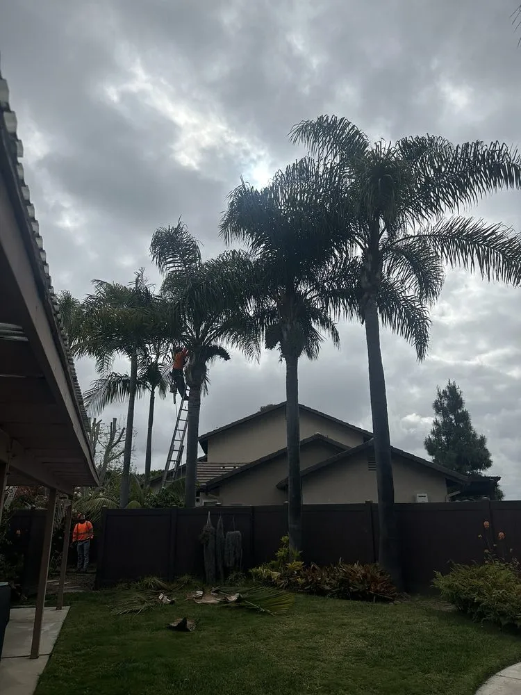 Trusted lawn care service for homes in Encinitas, CA by JJ Tree service