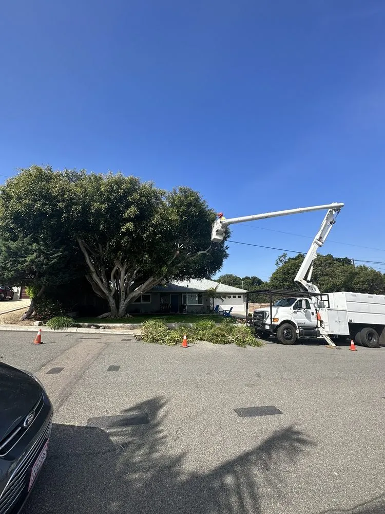 Professional landscape installation in Encinitas, CA - JJ Tree service