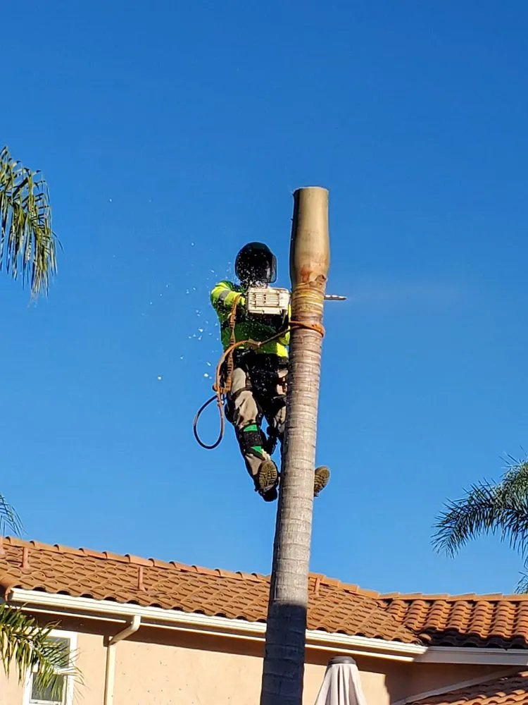 Top-rated landscape installation in Encinitas, CA - JJ Tree service