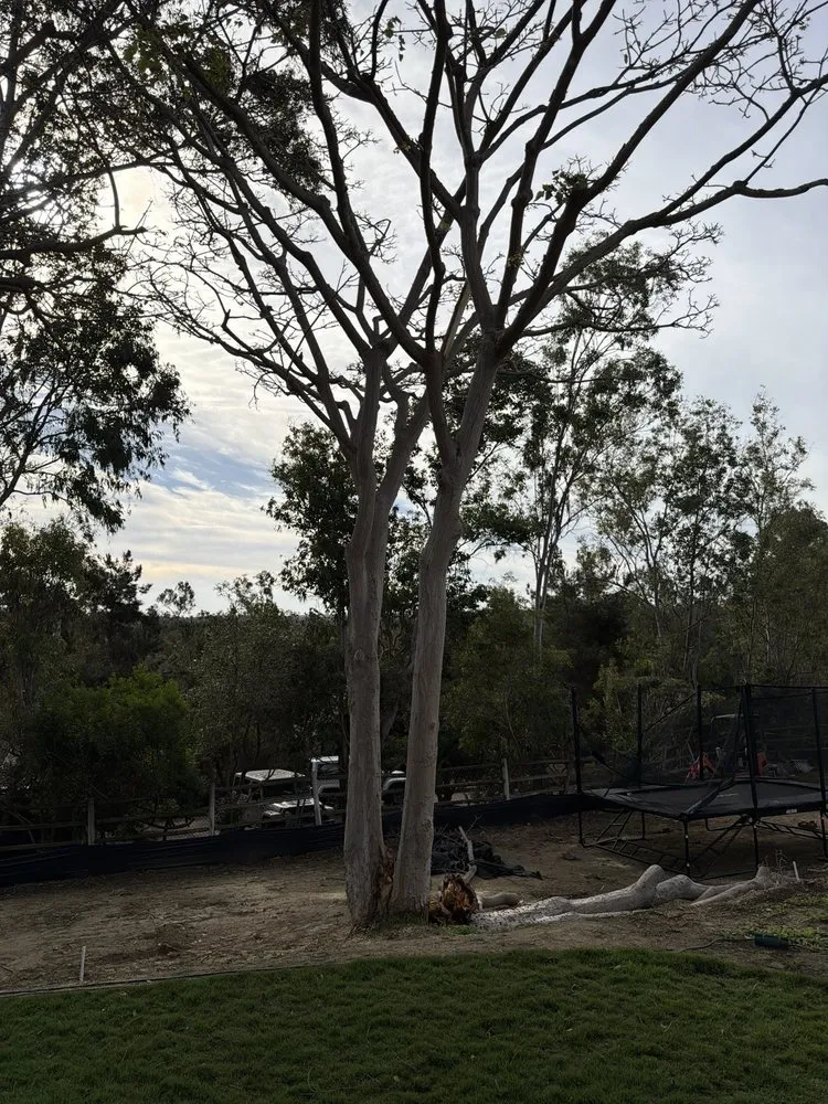 Top-rated residential landscaping experts serving Encinitas, CA - JJ Tree service