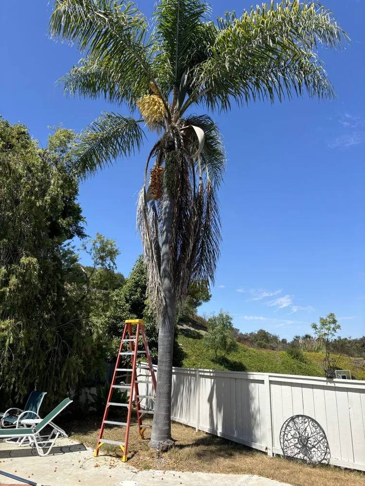 Expert lawn mowing service in Encinitas, CA by JJ Tree service