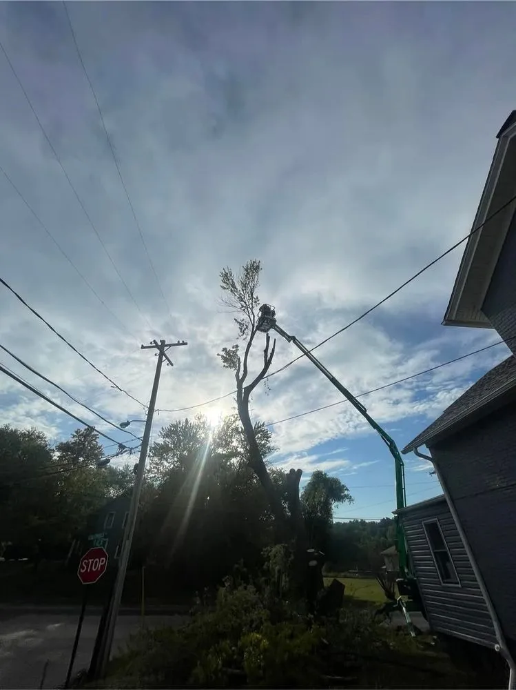 Top-rated yard maintenance for residential properties in Kingsville, OH by J&J Tree Service