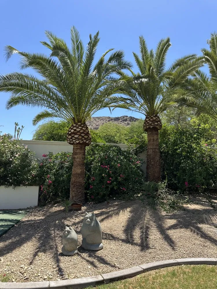 Reliable lawn care service experts serving Phoenix, AZ - JJ Tree Service