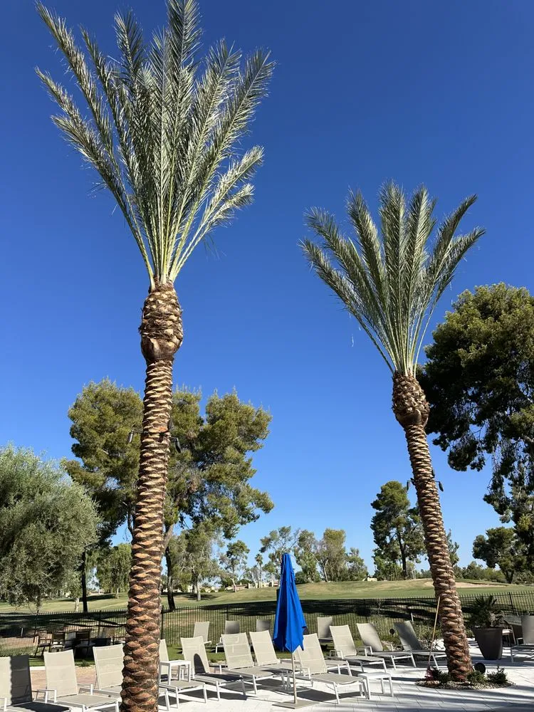 Professional outdoor landscaping in Phoenix, AZ by JJ Tree Service