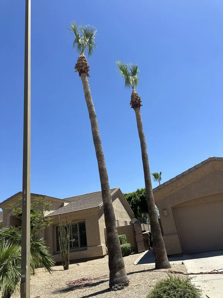 Professional lawn care service experts serving Phoenix, AZ - JJ Tree Service
