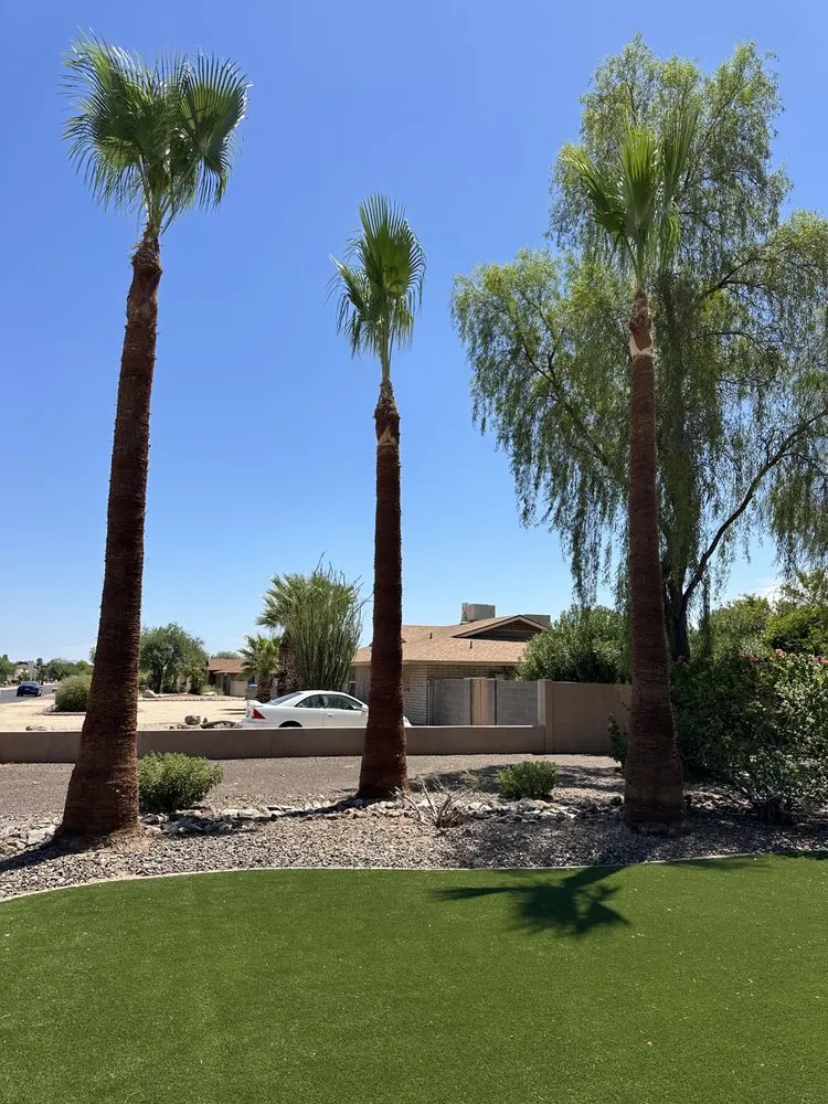 Trusted yard cleanup service in Phoenix, AZ - JJ Tree Service