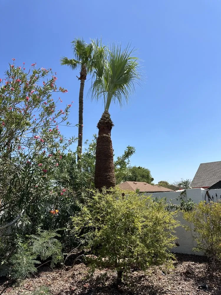 Trusted garden landscaping experts serving Phoenix, AZ - JJ Tree Service