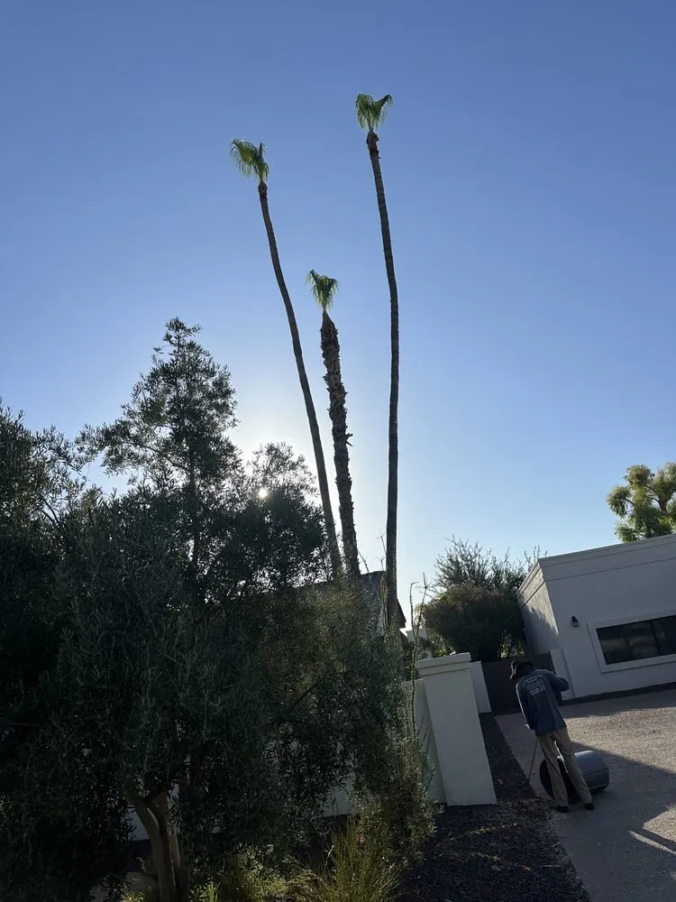 Local landscape installation in Phoenix, AZ - JJ Tree Service