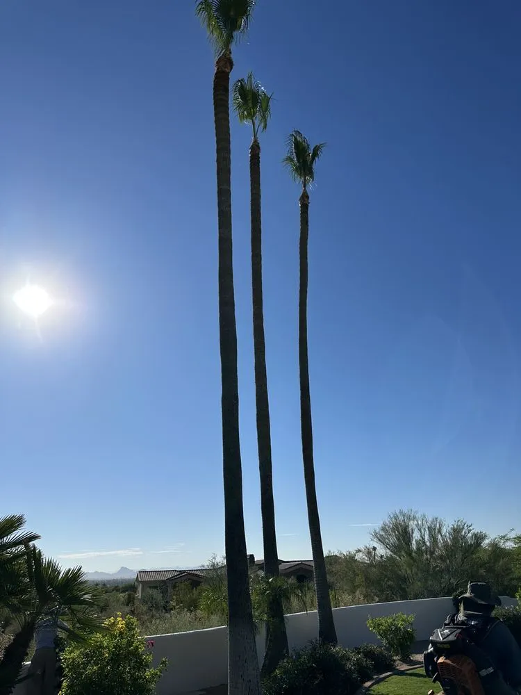 Professional landscape design in Phoenix, AZ - JJ Tree Service