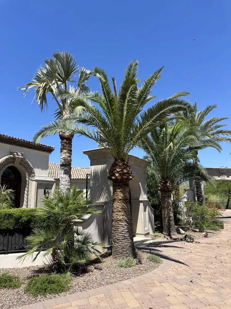 Trusted landscape design in Phoenix, AZ - JJ Tree Service