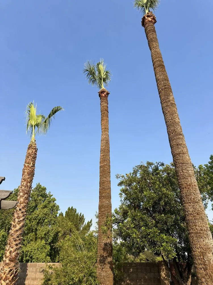 Reliable landscape design in Phoenix, AZ - JJ Tree Service