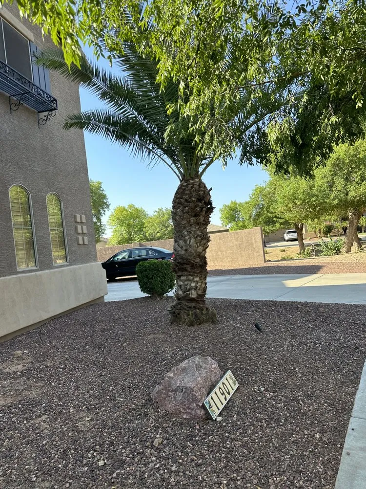 Expert lawn care service for year-round maintenance in Phoenix, AZ by JJ Tree Service