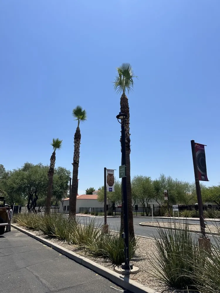 Trusted yard maintenance in Phoenix, AZ by JJ Tree Service