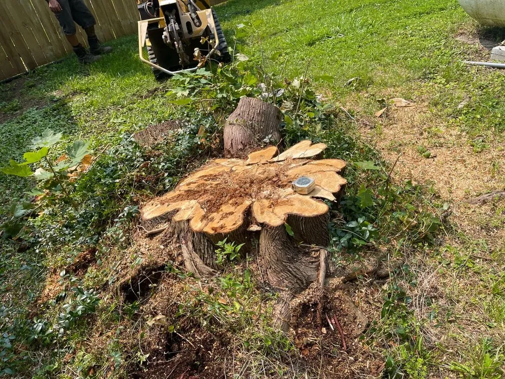 Custom yard cleanup service in Preston Hollow, NY - JJ Tree Service