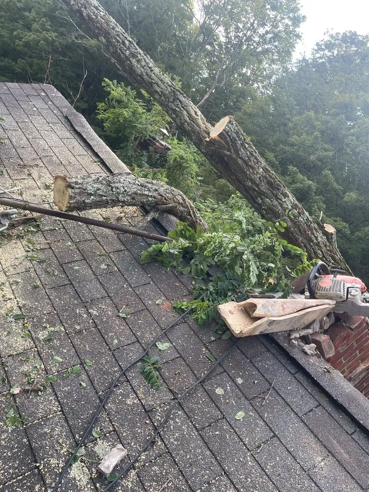 Reliable yard cleanup service for beautiful yards across Preston Hollow, NY - JJ Tree Service
