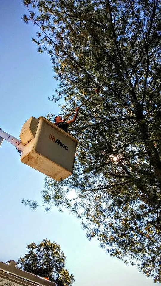 Expert outdoor landscaping in Roanoke, VA by J&J Treewackers