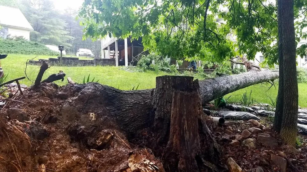 Custom lawn care service for residential properties in Roanoke, VA by J&J Treewackers