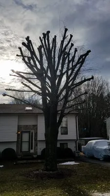 J&J Treewackers Logo