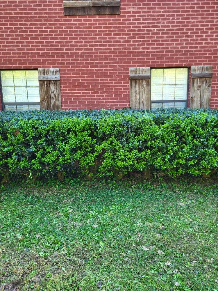 Affordable yard cleanup service in Kosciusko, MS by J&J Trim and Spray